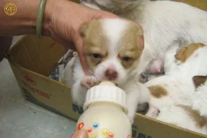 Cách chăm sóc chó con