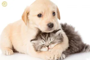 Cẩm nang bảo vệ boss mỗi ngày