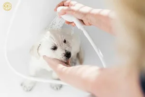 cách chăm sóc chó con