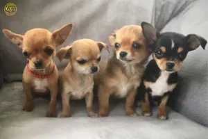 Cách chăm sóc chó con