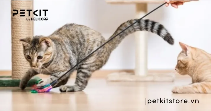 Thức ăn cho mèo con