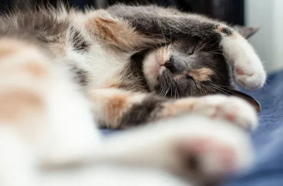 mèo bị ốm cho uống thuốc gì