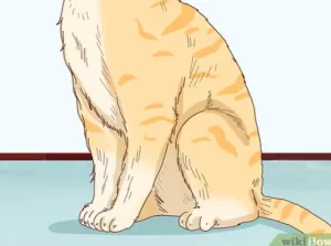 dấu hiệu mèo bị bệnh