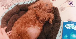 tăng khẩu vị cho chó