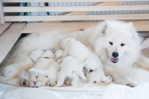 thay đổi ổ bụng