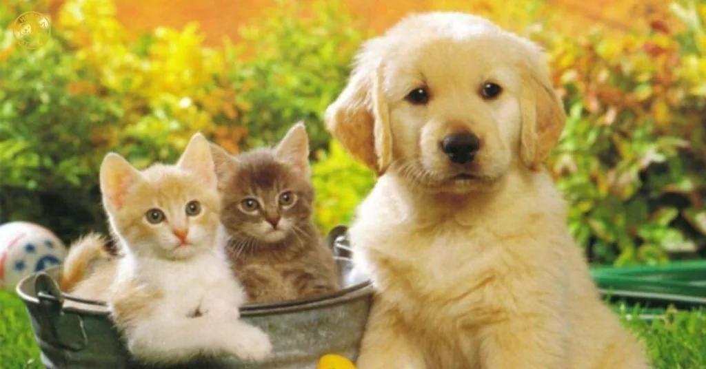 Cẩm nang bảo vệ boss mỗi ngày