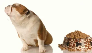 chó không chịu ăn