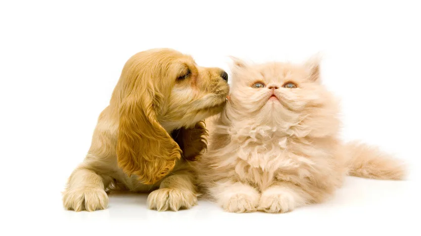 5 cách hiểu boss – yêu boss đúng cách